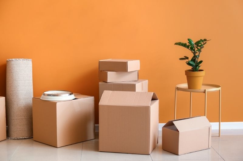 From Tree to Treasure: The Journey of Your Favorite Cardboard Boxes